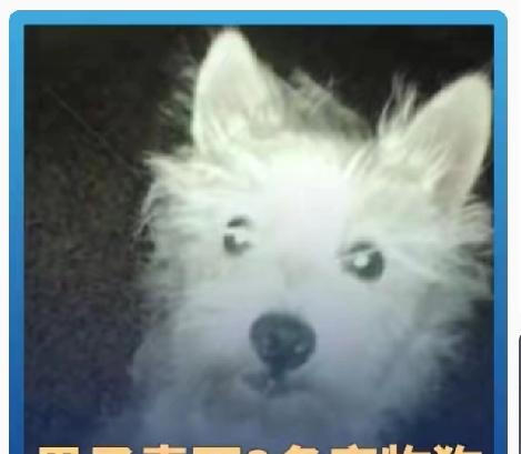 有知情人士分析！“毒狗的案子”一审已经判了。判了四年有期徒刑的那个老人。二审会