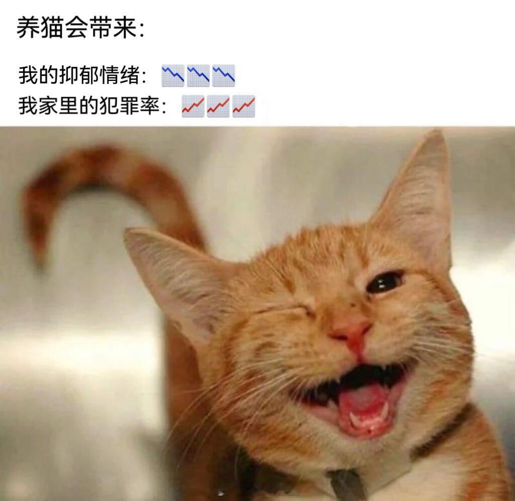 随机猫meme🎬当小猫被充电线咬了​​​
