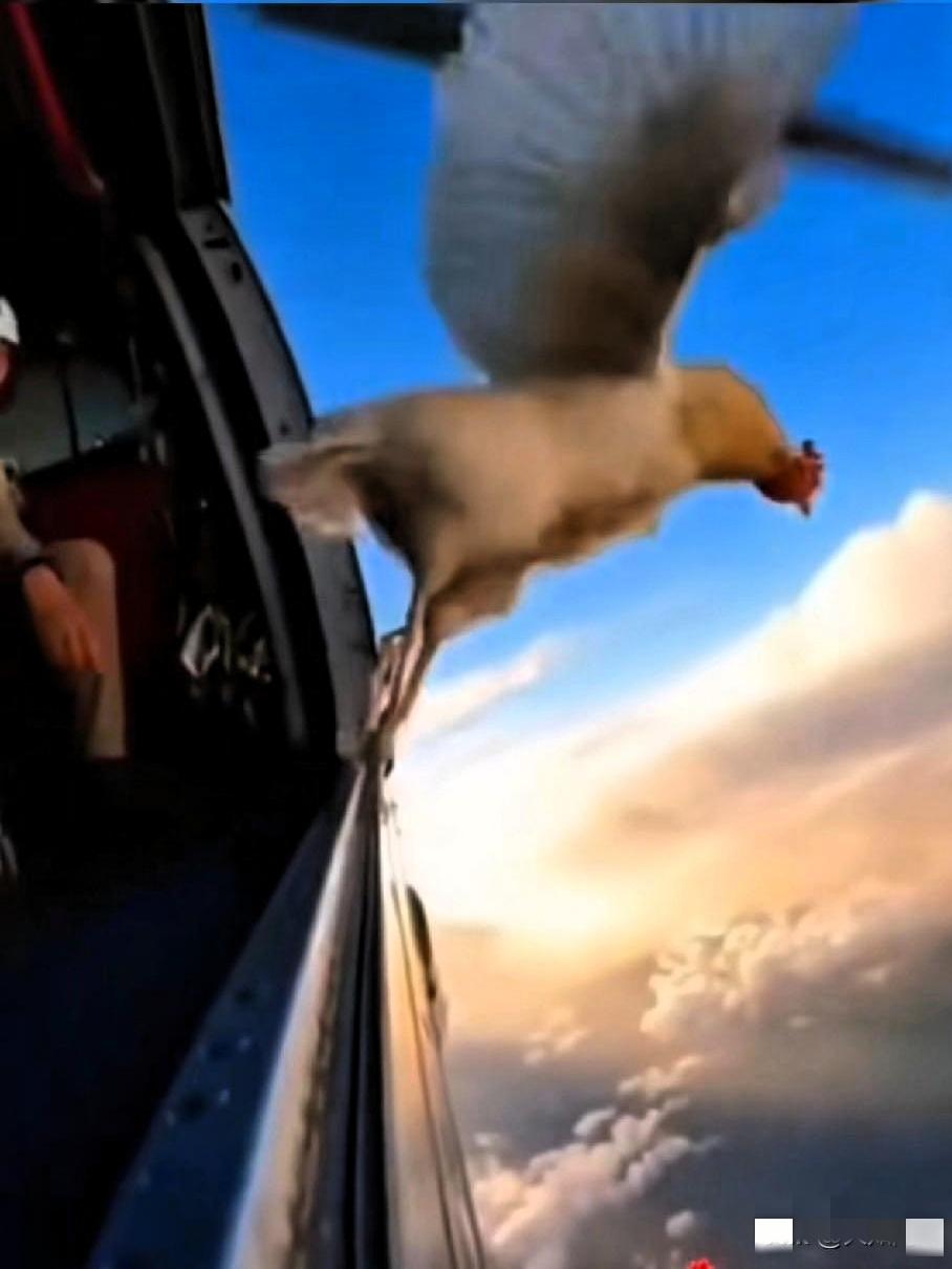 带只鸡去跳伞？这国外哥们大概是把“作死”当成了“有趣”，硬拽着一只老母鸡去千