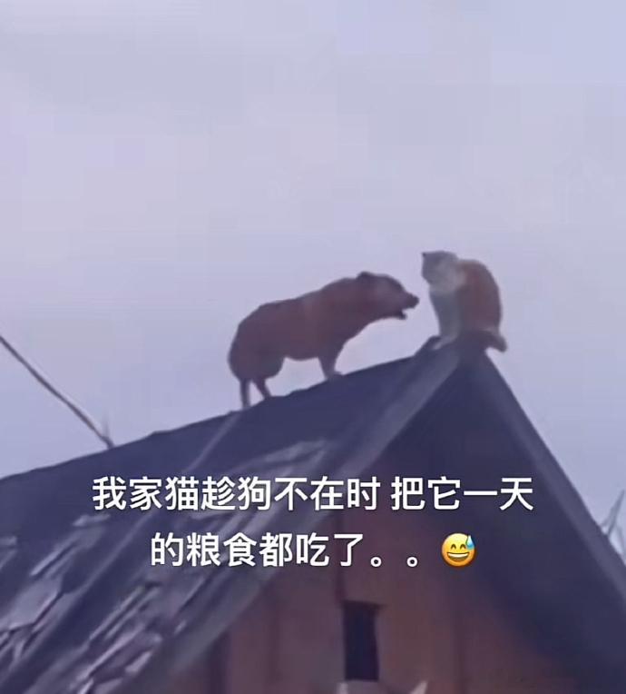 不占理的猫咪理不直气也壮