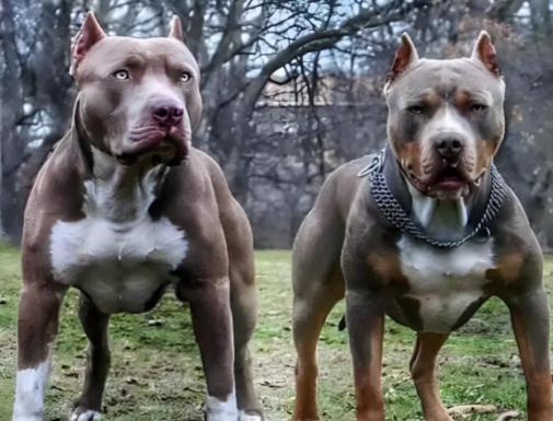 “毛骨悚然！”内蒙古，男子在牧业点养了11条狗，雇一60岁老人打更，一天，男子发