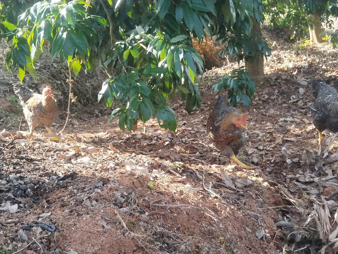 工作间隙抬眼，忽见几只鸡在林间悠然觅食。斑驳光影下，它们低头刨啄落叶，红冠在绿影