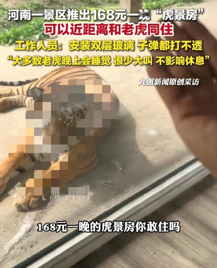 如果“老虎”住你隔壁，你睡的着吗？河南一景区推出168元虎景房，只隔着一层玻璃