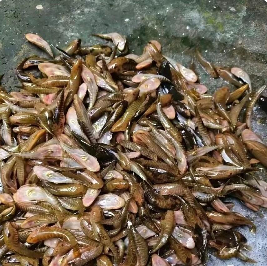 清晨路过菜市场，瞧见路边有人在卖这种小鱼。摊主给出的价格十分干脆，20元一斤，一