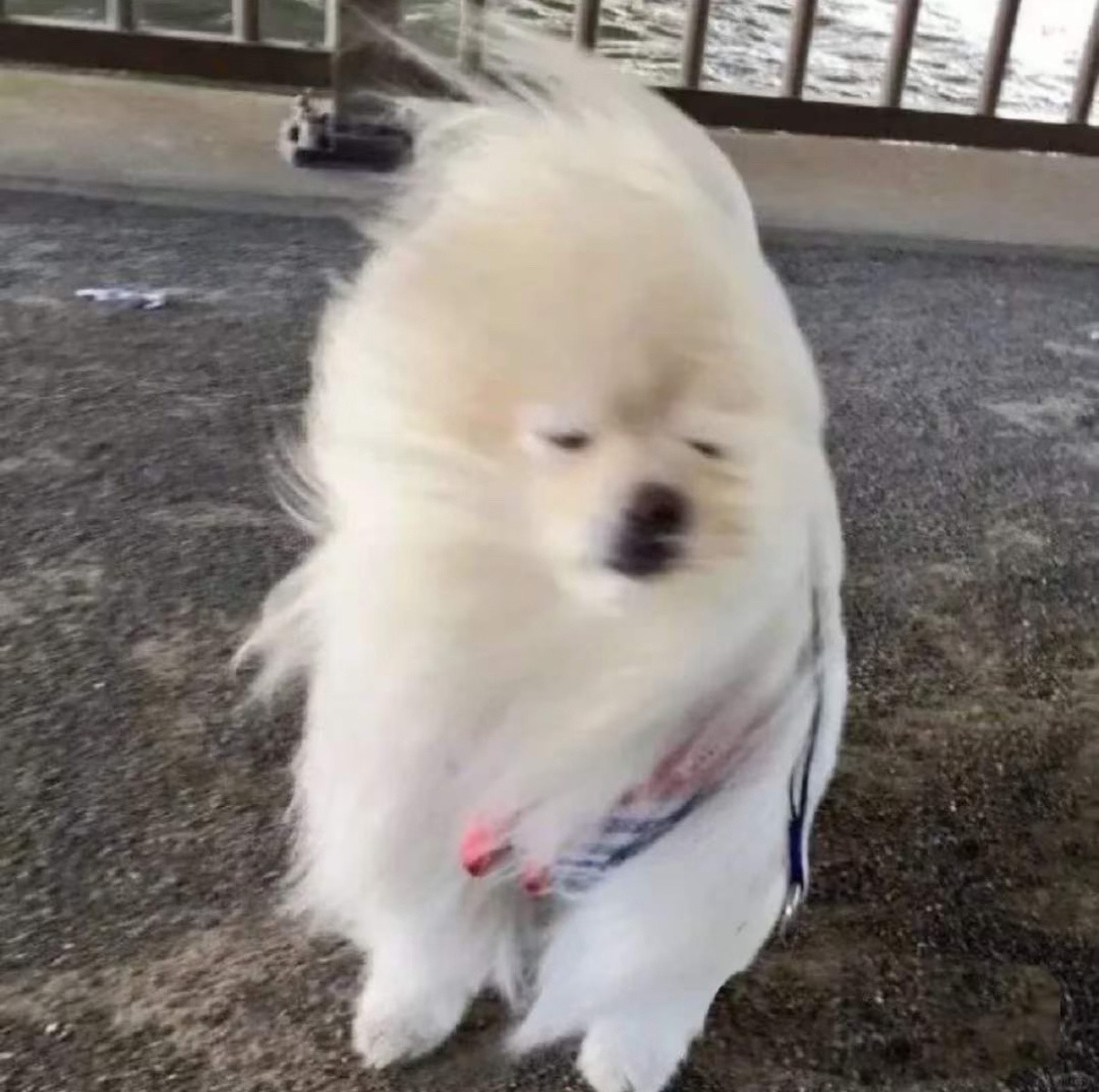 这破天气，上班就吹西北风，不上班就喝西北风