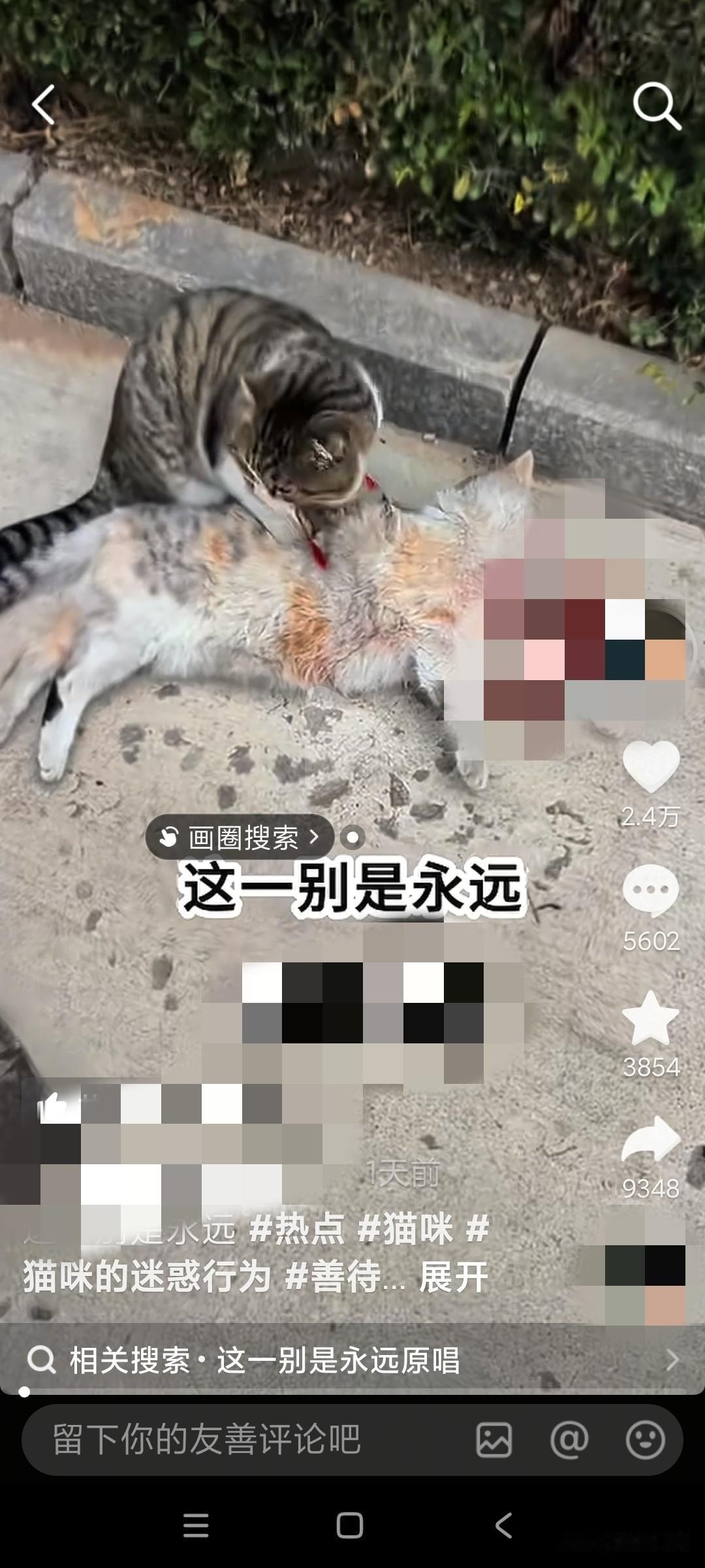 太懂人性了，很重感情的一只小猫。让人看着都流泪！感动到哭了！小猫的妈妈受伤过