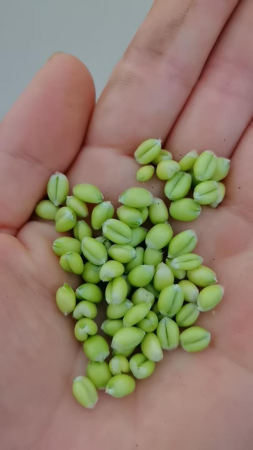 一个好朋友问我为什么男人易中风，女人易长结节我想了一下说：男人多中风，女