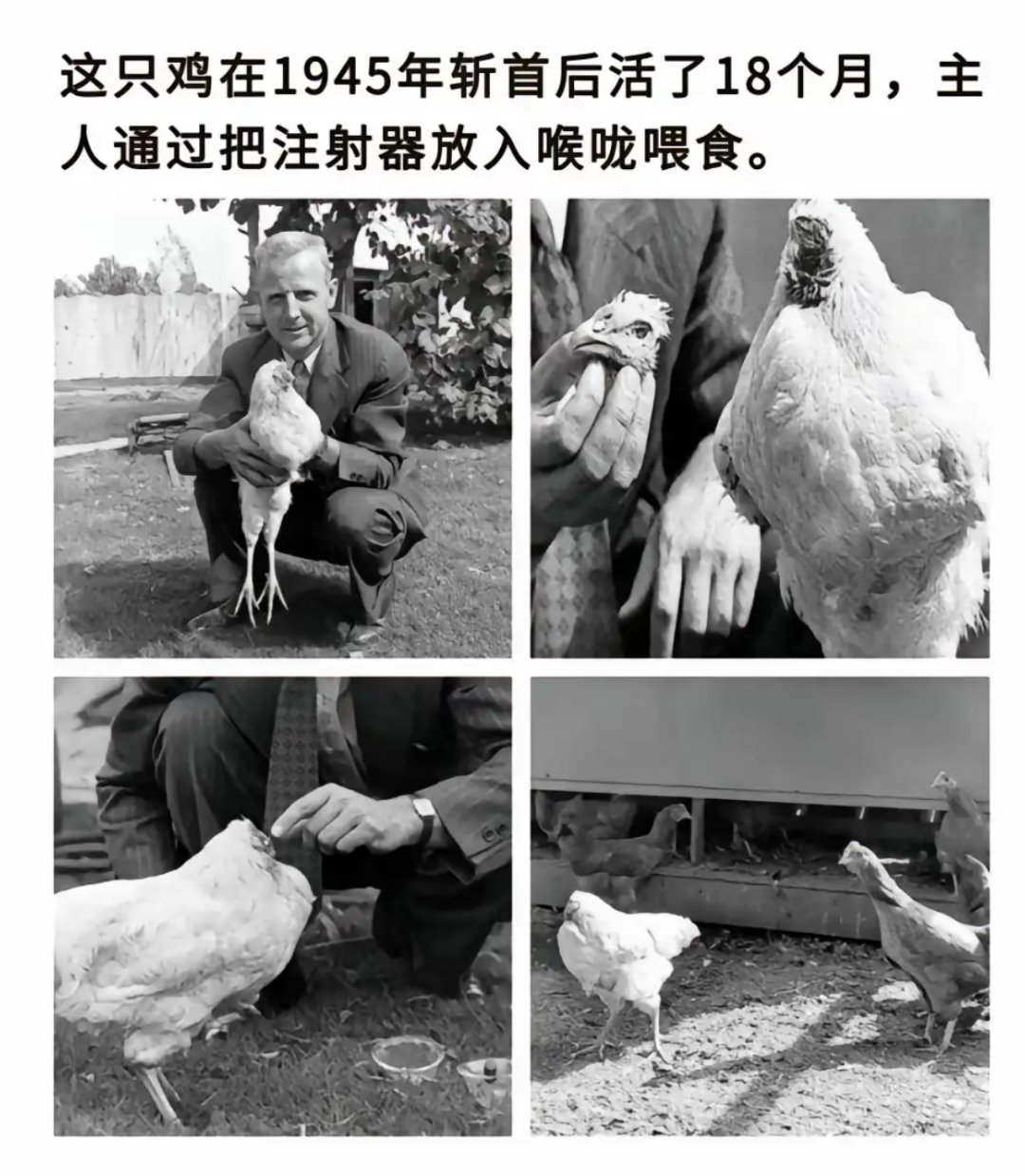 1945年奇闻：斩首之鸡竟存活18个月，靠注射器喂食！​​​
