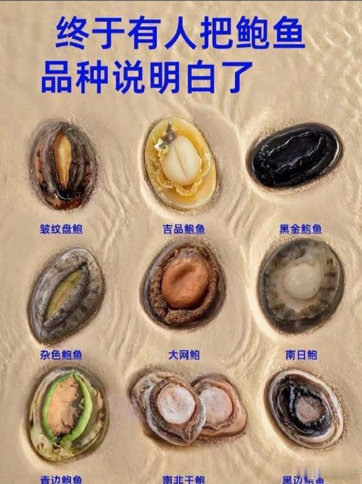 终于有人把鲍鱼品种说明白了​​​
