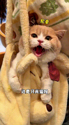 瞅着这一幕实在有意思，小姐姐挎的包包色调跟小猫毛色一模一样，旁人乍一看还以为是包