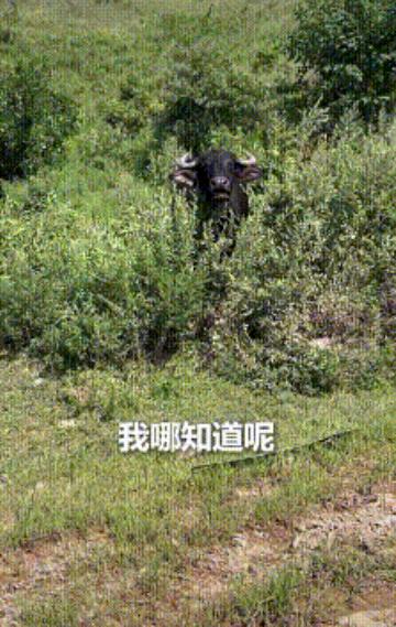 上人民日报了。安徽滁州，一母牛只顾吃草弄丢了小牛，主人本以为它会自己四处寻找，没