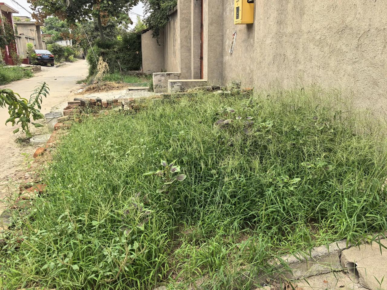 上周在老宅门口种了一片萝卜，下了二场雨，谁知一周后地里野草长的膝盖深，我种的萝卜