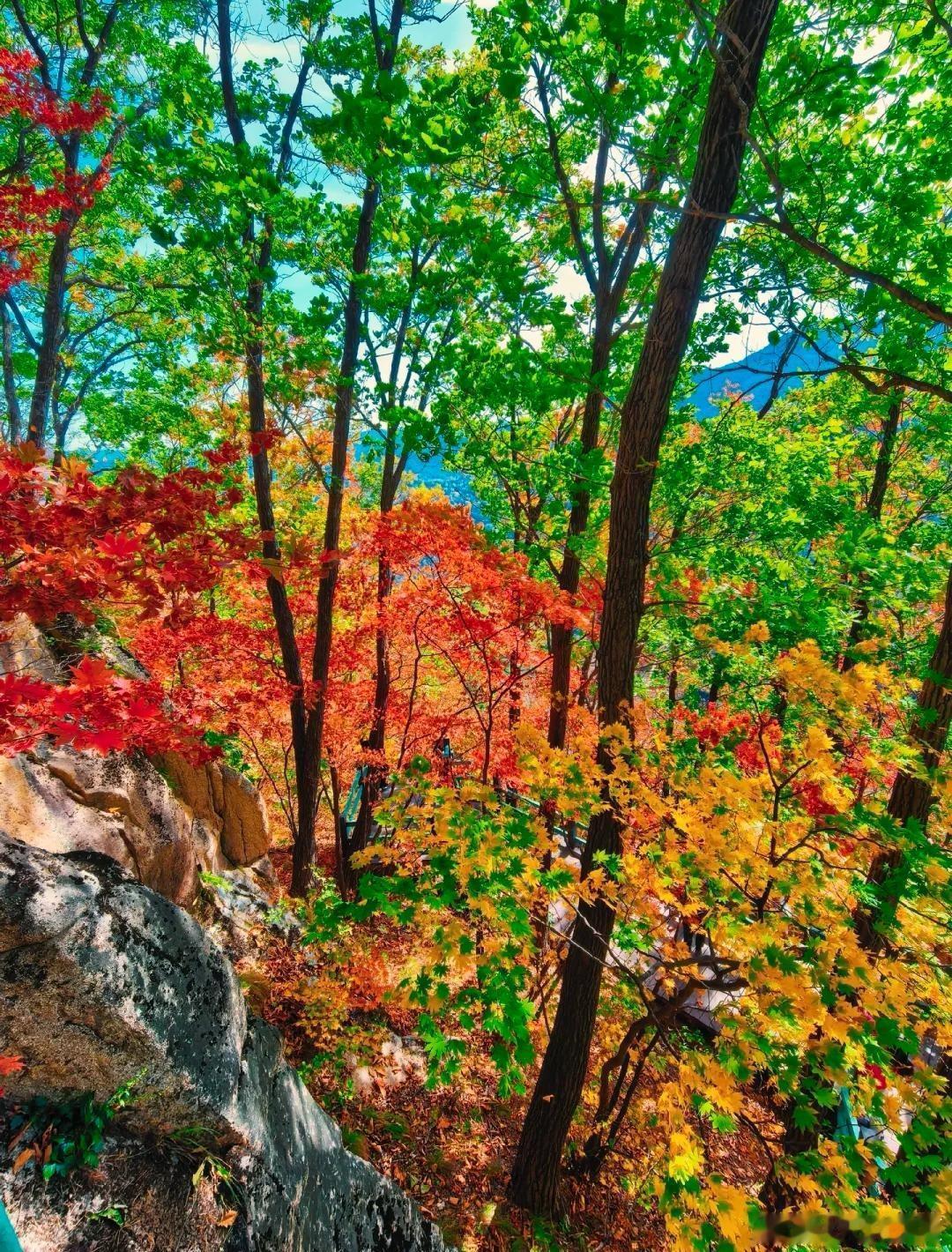 十一长假超好玩秋游调色盘长白山，藏着东北最浓烈的秋日油画～漫山枫叶层层晕染，红