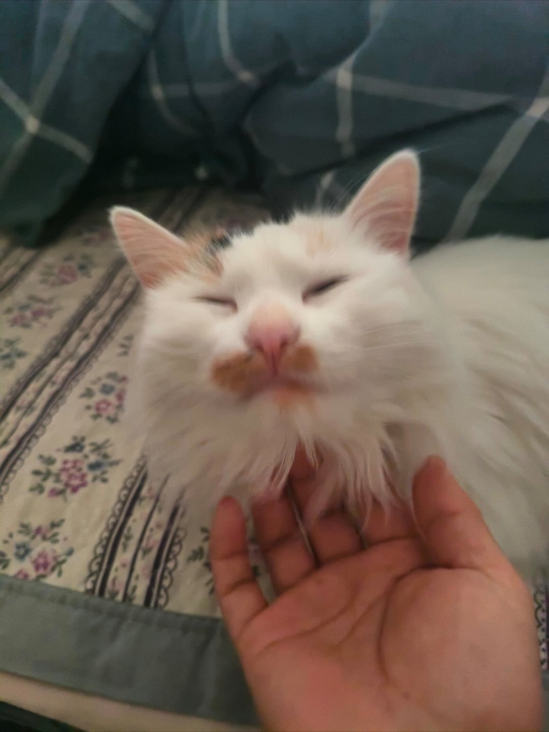 来来来，看看👀我家猫猫🐱。我每次回家都在家里的门口等我🤣