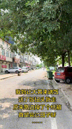 中午大黄来给主人送饭，刚到店里就急着离开，半句话都没来得及和主人说。可是