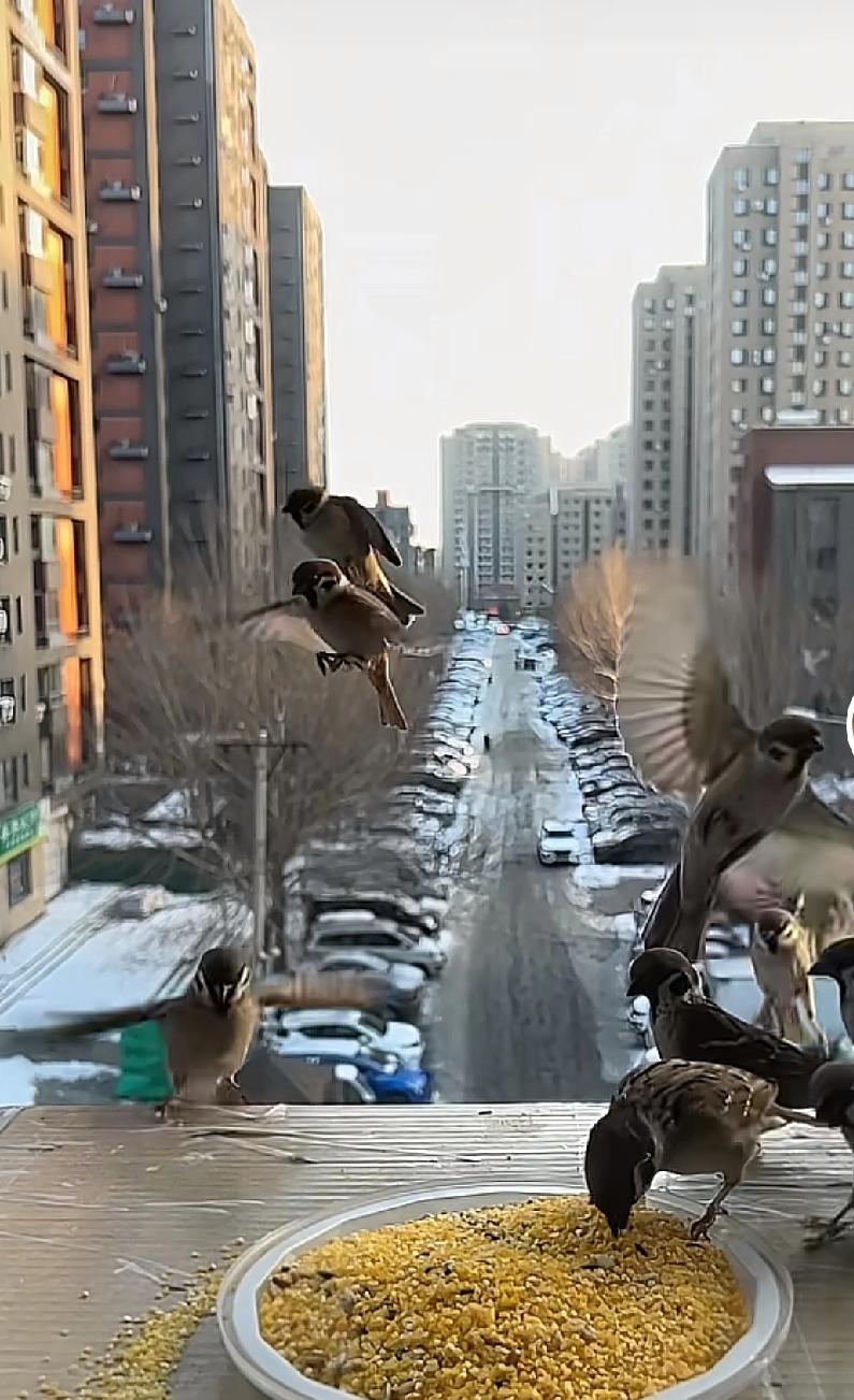 都说沈阳是一个有温度的城市一位沈阳的朋友每天都会在窗台放上一碗小米，目的就是为