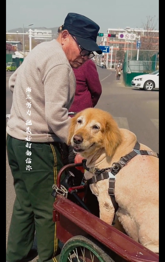 【10岁金毛走不动路了，老人就拉着三轮车载着它出门，笑容太治愈了】3月7日在山东