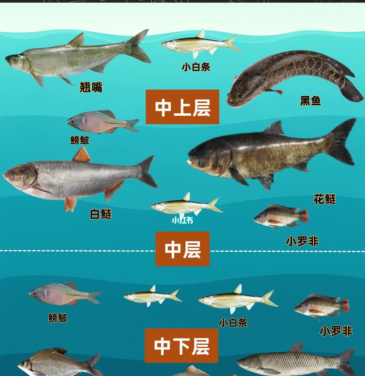 钓鱼爱好者瞧过来！这张《钓鱼大全》鱼类分层图超实用哒~中上层有翘嘴、小白条、黑鱼