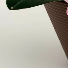 蝴蝶兰1.栽培方式：以优质水苔为唯一基质，选用透气塑料软盆、忌黏土普通土；可盆