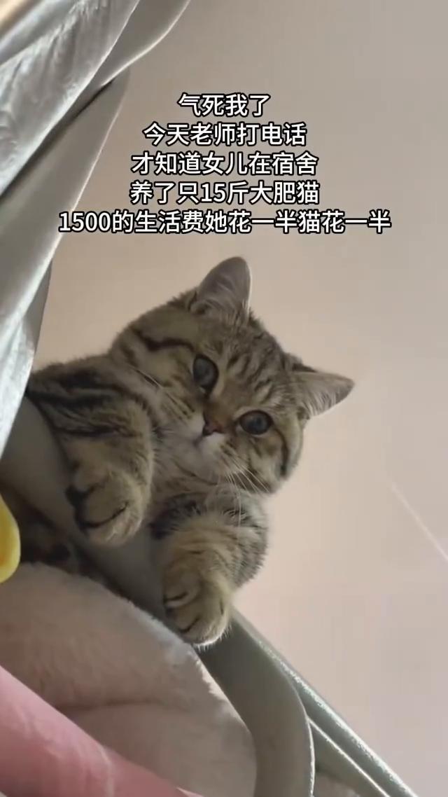 气死我了，今天老师打电话才知道女儿在宿舍养了只15斤大肥猫，1500的生活费她花