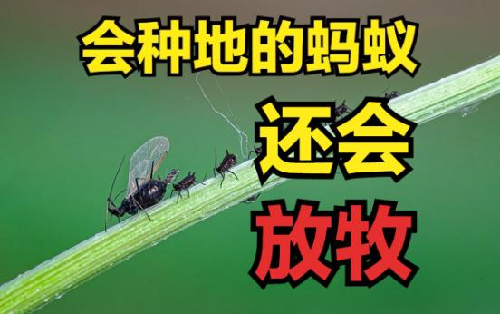先说个扎心的：地球上最早搞放牧的，不是人，是蚂蚁，而且比人类早了几千万年。它们