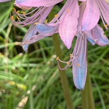 0000换锦花种植1.光照适宜：换锦花喜欢半阴、湿润的环境，不耐强光暴晒。在栽