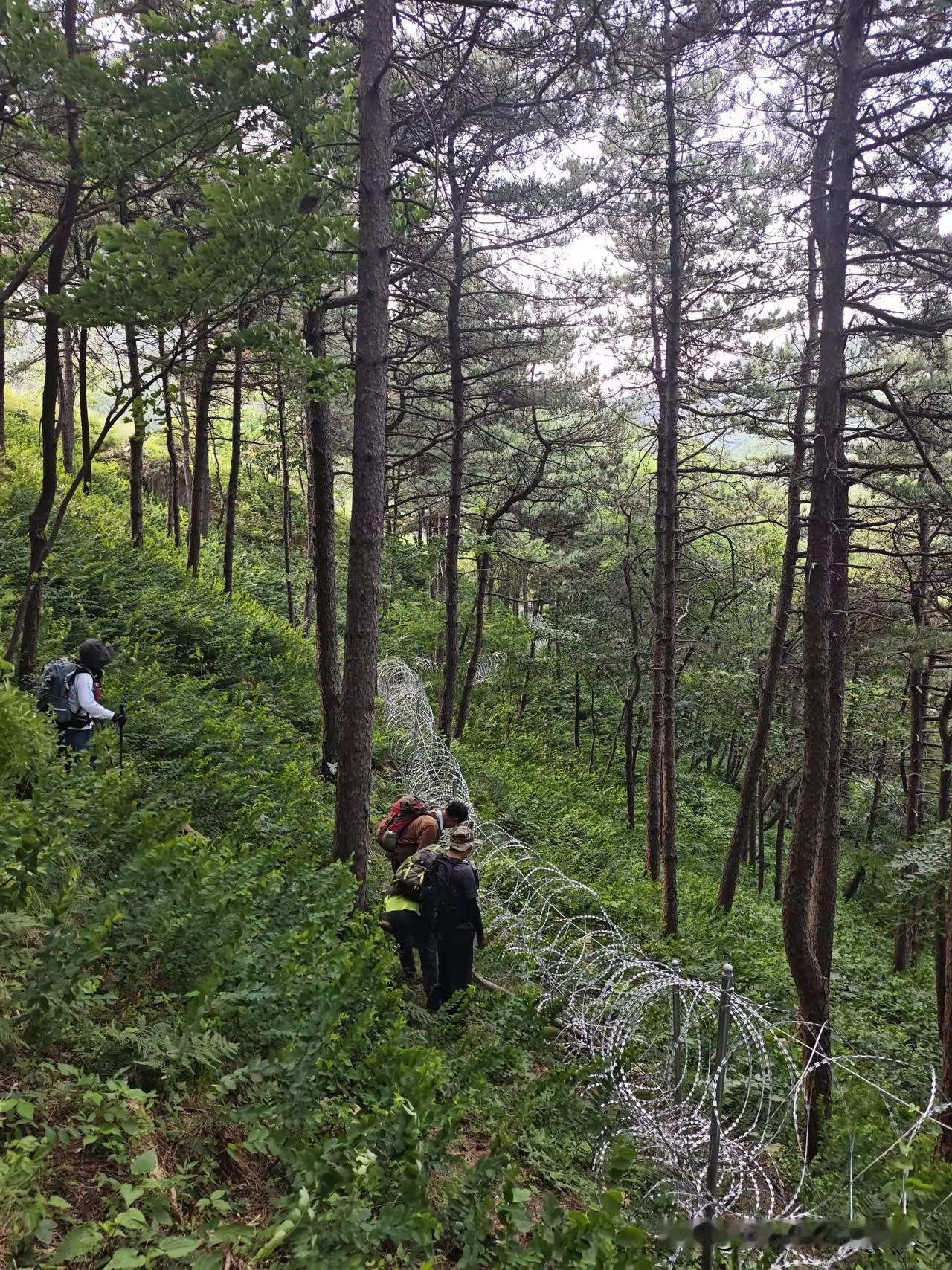 走着呢，前面铁丝笼挡路，泰山一大风景。
