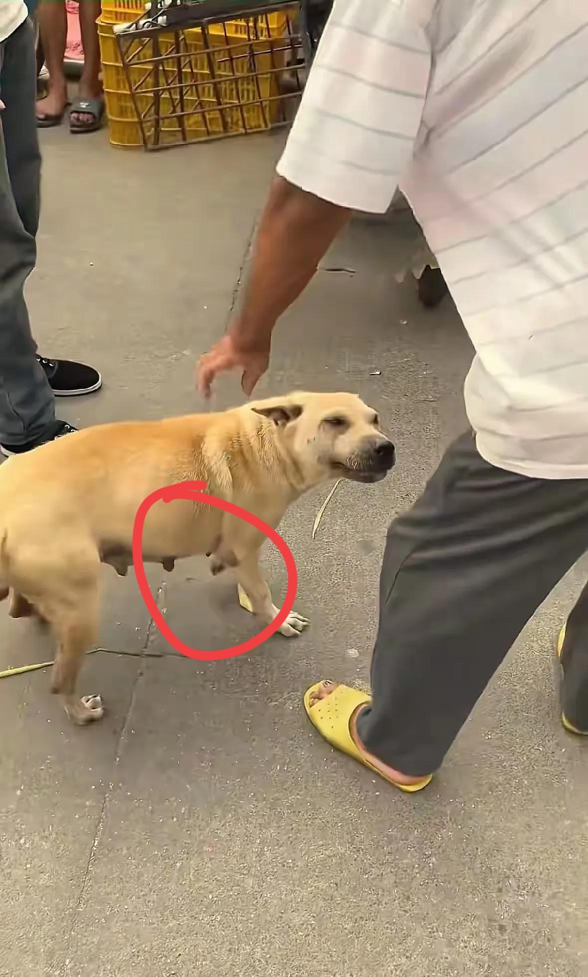 它是一只流浪狗妈妈，可这天当它去外面找吃的时候却被人用鸡腿诱骗到了收狗的店铺来了
