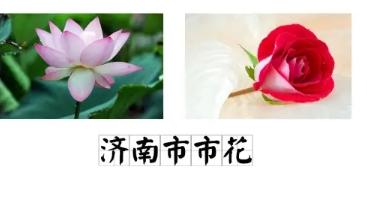 济南的市花是荷花！大明湖也是荷花荡漾，李清照误入藕花深处，哪来的啊？那些小姑娘