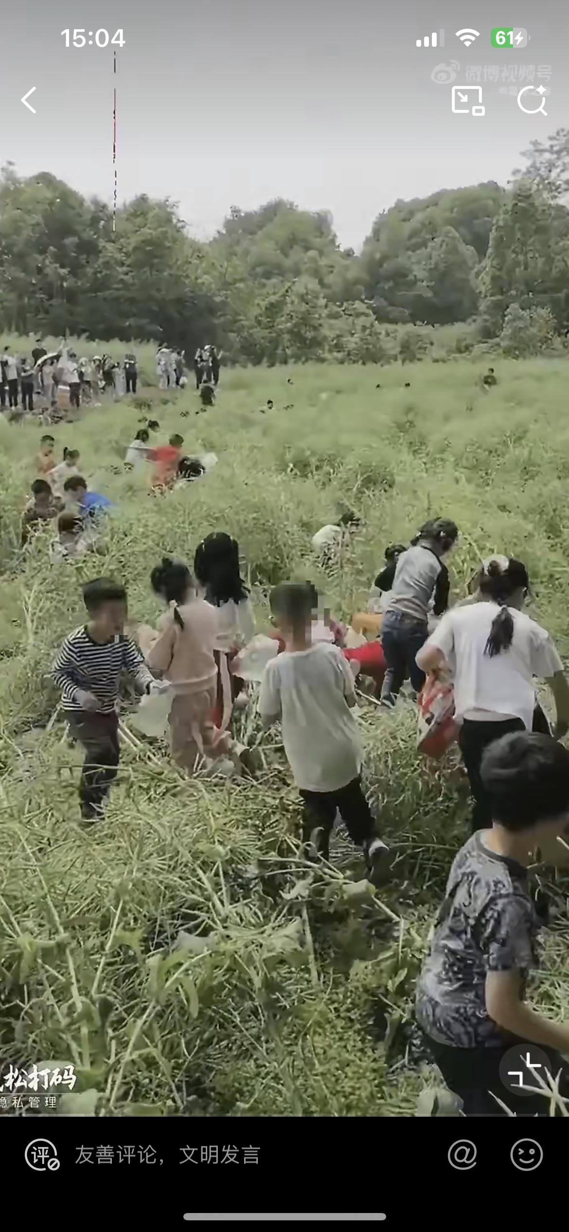 太令人痛心了！一群幼儿园的孩子正欢乐的踩踏油菜田，父母站在田埂上拍照，老师置若罔