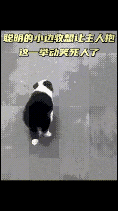 反复看了好几遍这个视频，真的被这只小狗可爱的小心思戳中了。主人带着它出门散步，走