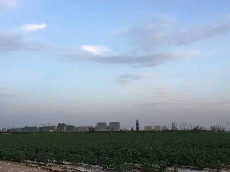 农民种地实在是太艰辛了，就拿7月1日新疆的棉农来说吧，一场冰雹袭来，棉花幼苗便全