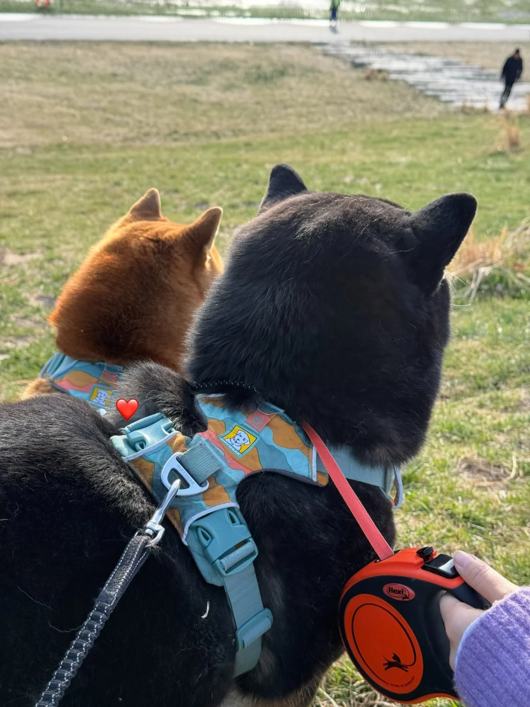 圆圆的脑瓜真可爱