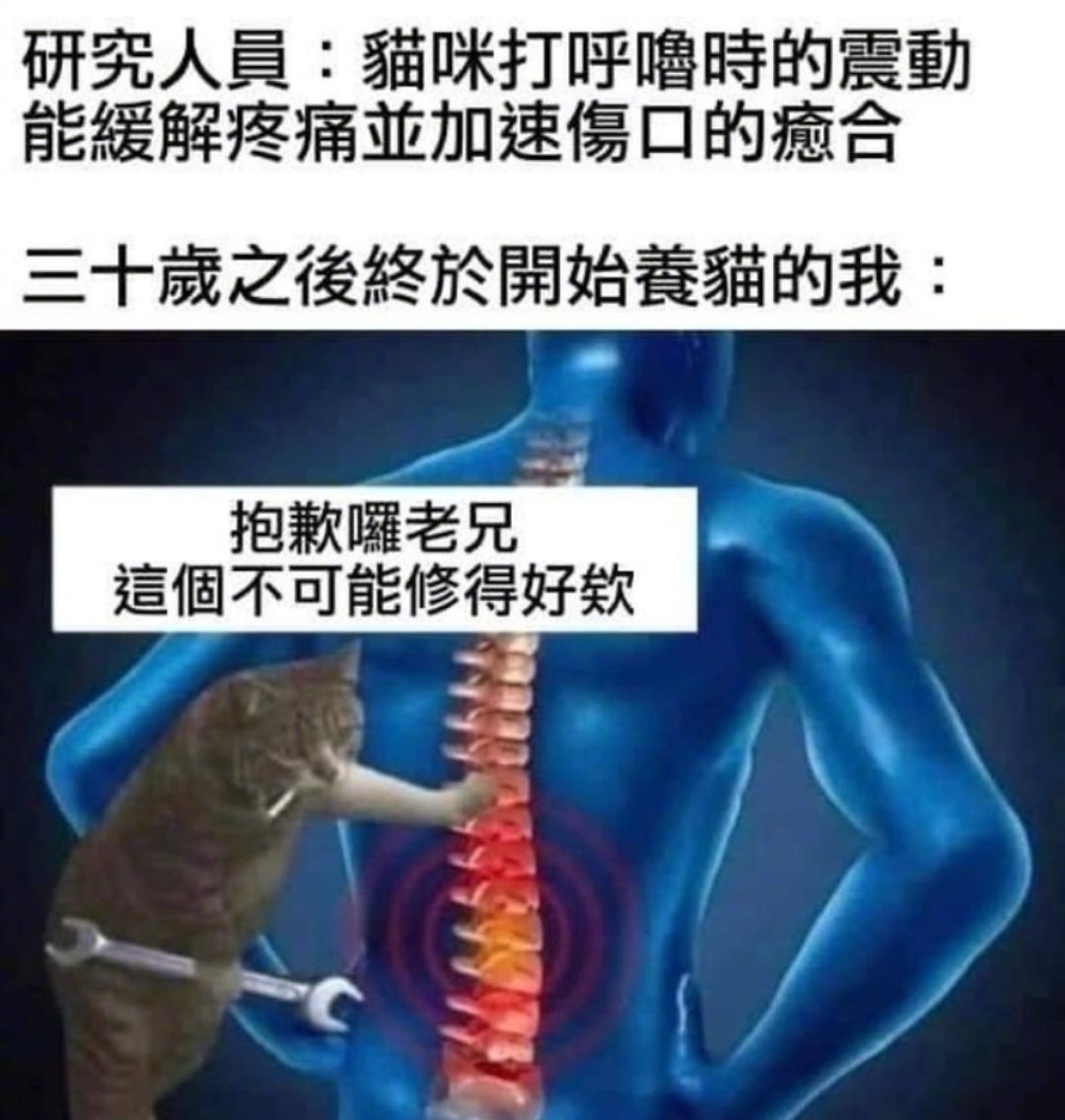 有点为难喵师傅了！