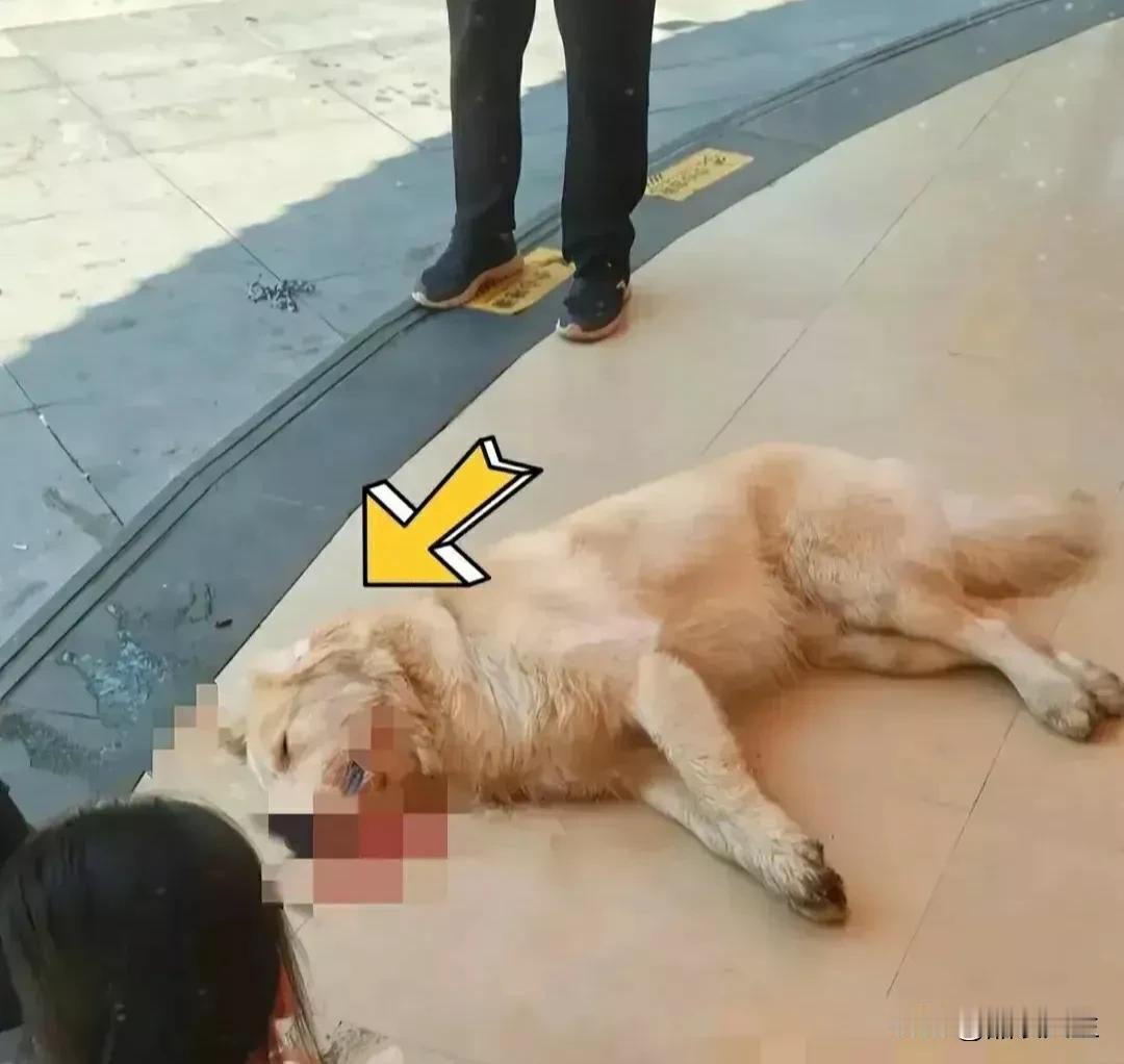 永州金毛犬在餐馆被殴打死亡后续，餐馆被围老板以死威胁，狗主人发布视频道歉，双方已