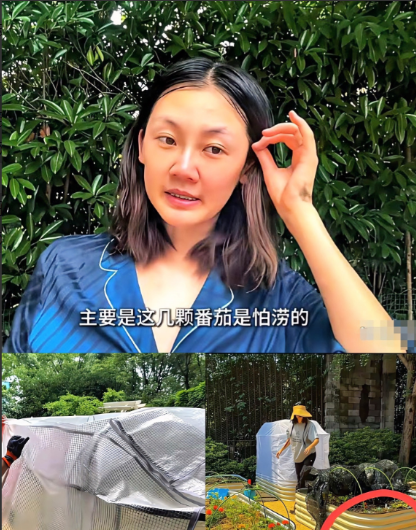 怪不得郑恺天天压力大，苗苗这个老婆真是能折腾！最近苗苗在自家菜园折腾的事儿火了