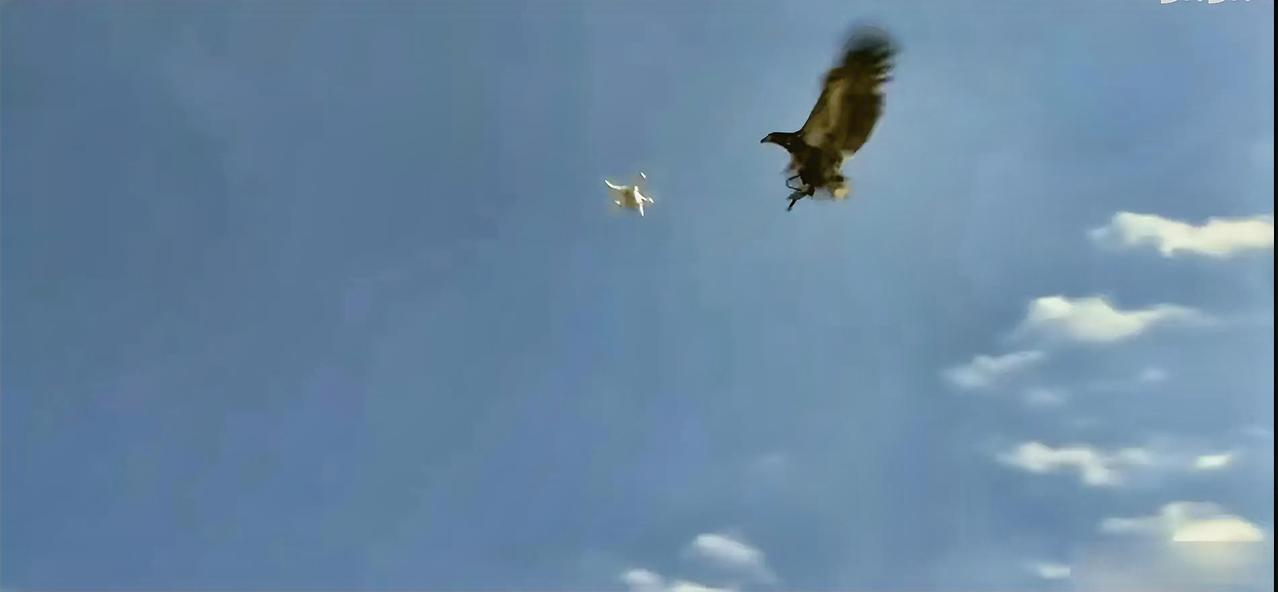 这是印度的“创新反无人机战略”的一部分，即“老鹰捉无人机。”他们的训练从鸟类