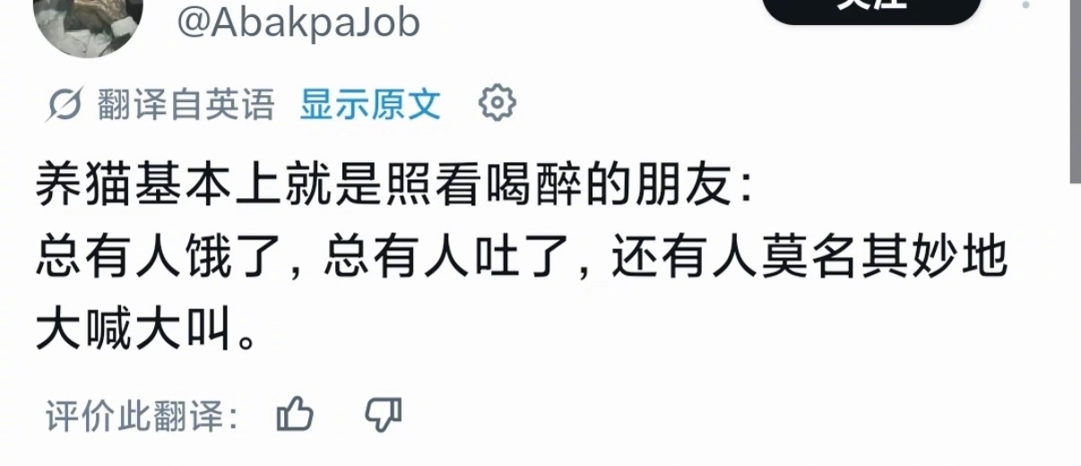 哈哈哈哈养猫基本就是照看喝醉的朋友