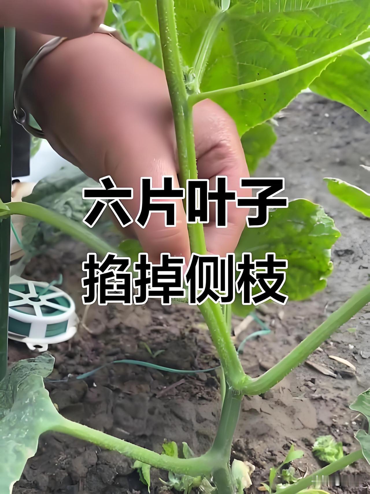 秋黄瓜定植后什么时候开始打叉秋黄瓜栽种完成先静养缓苗，不用着急打理枝蔓，等到苗