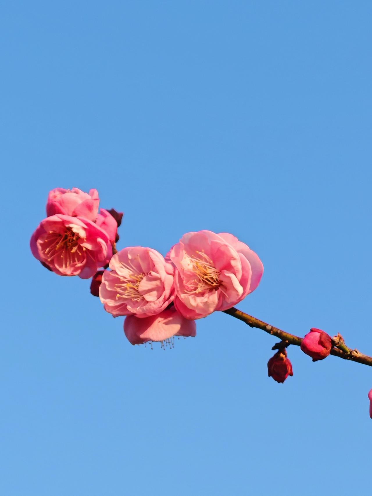晒图笔记大赛一支红梅向蓝天。