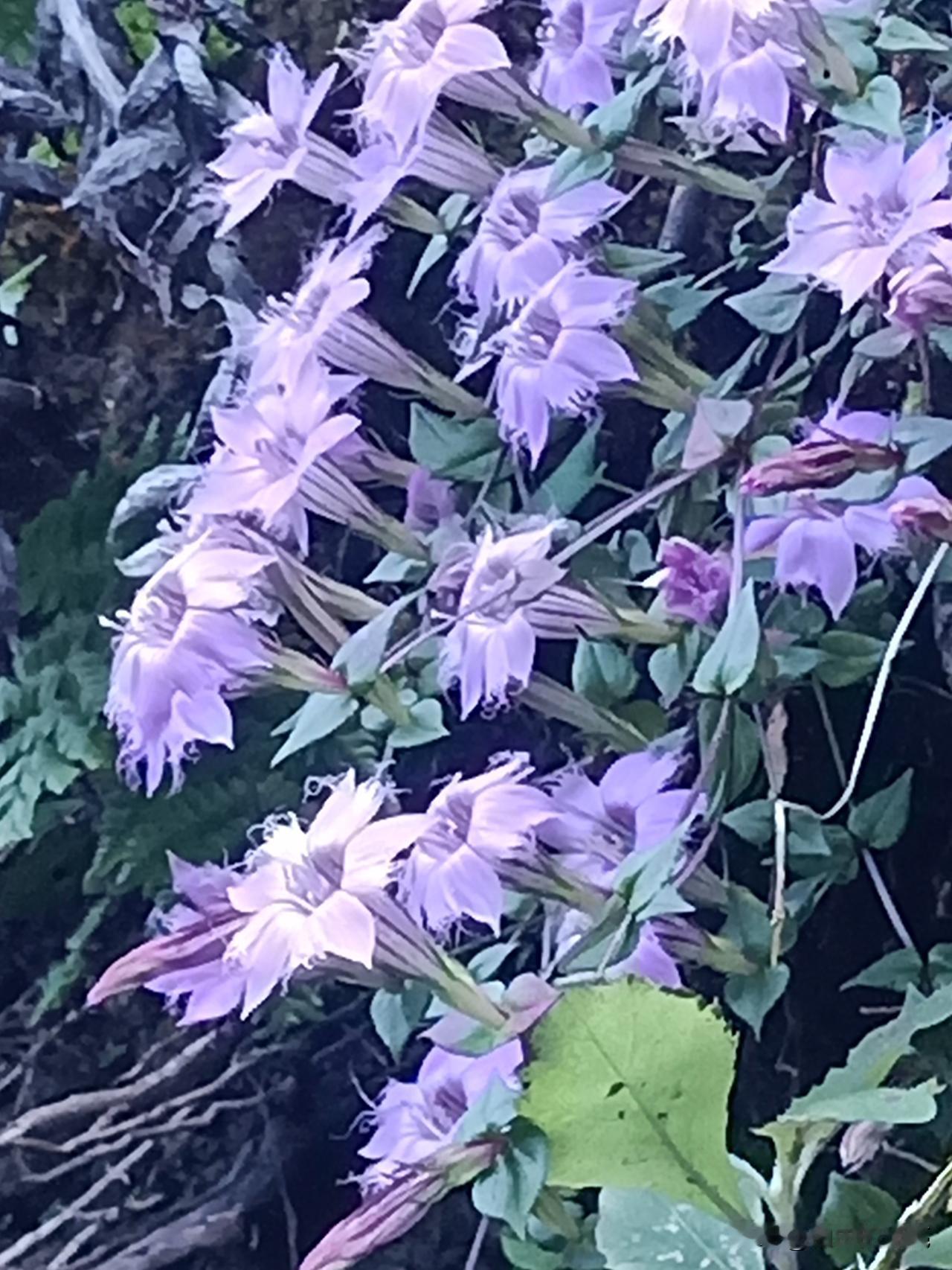 这些花虽称不上特别美丽，但在绝大多数植物都已枝枯叶黄的冬季，它们却开得这般鲜艳，