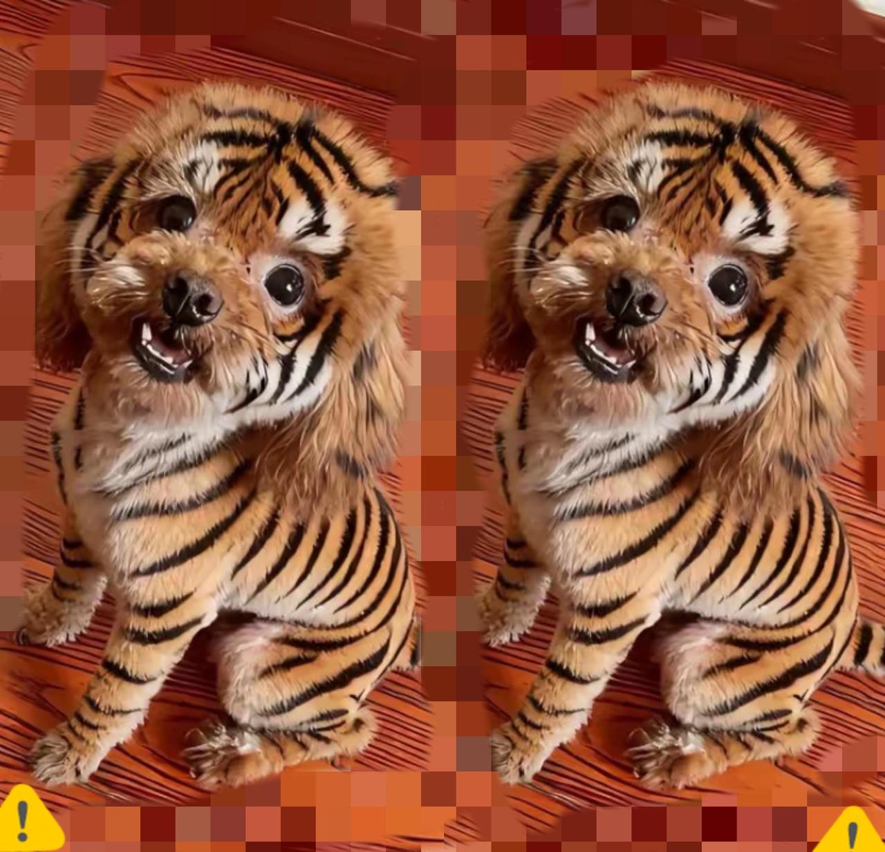 狗狗染成虎皮出门拉风？别只顾着吸睛，却忽略了毛孩子的真实感受！