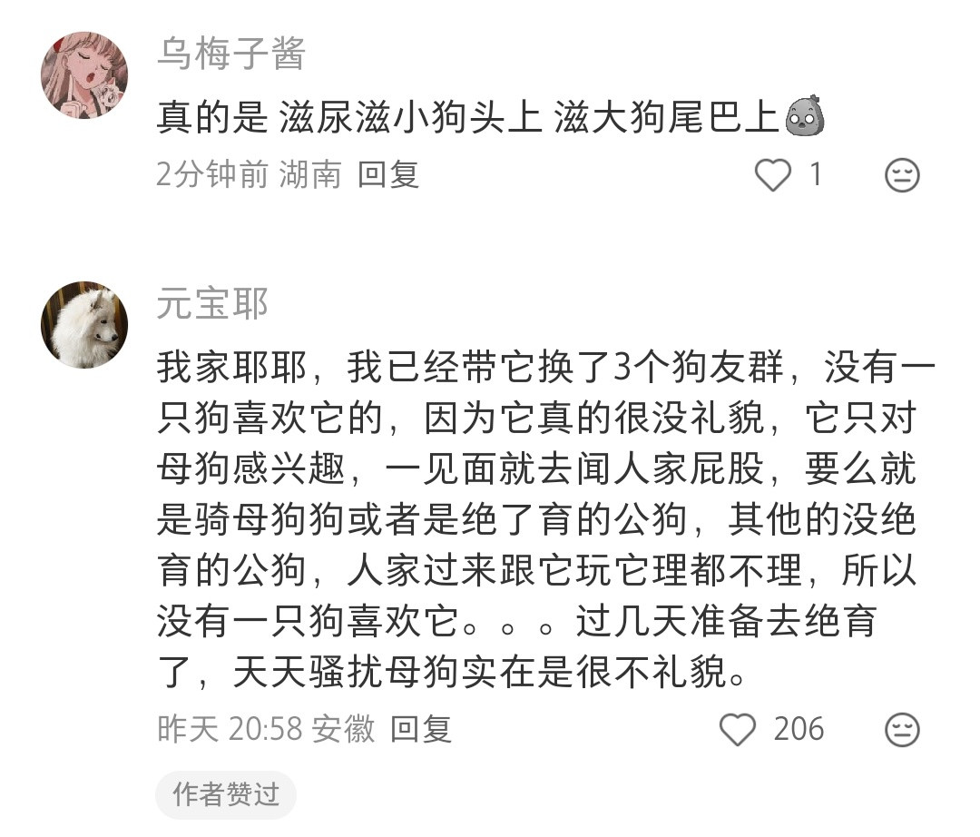 萨摩这么惹其他狗子讨厌吗