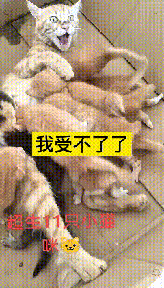 好心大姐收养的猫咪一下子生下11只幼崽，为了喂养这群小家伙，猫妈妈肉眼可见消瘦了
