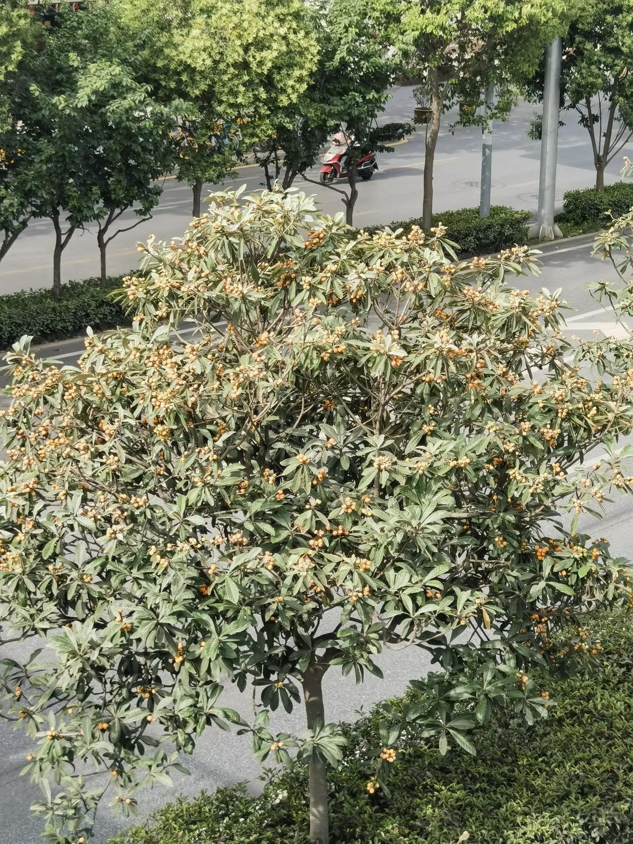西安北二环也产枇杷了，真的不容易，请看图鉴赏