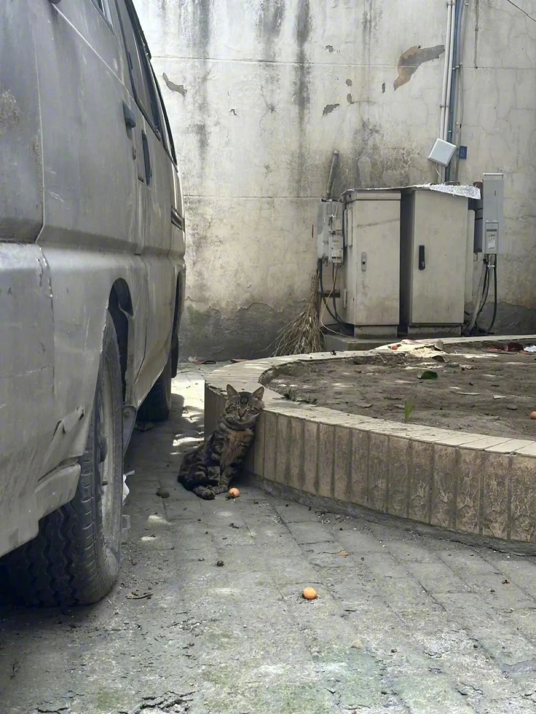 小猫被枇杷砸晕了吗哈哈哈哈​​​