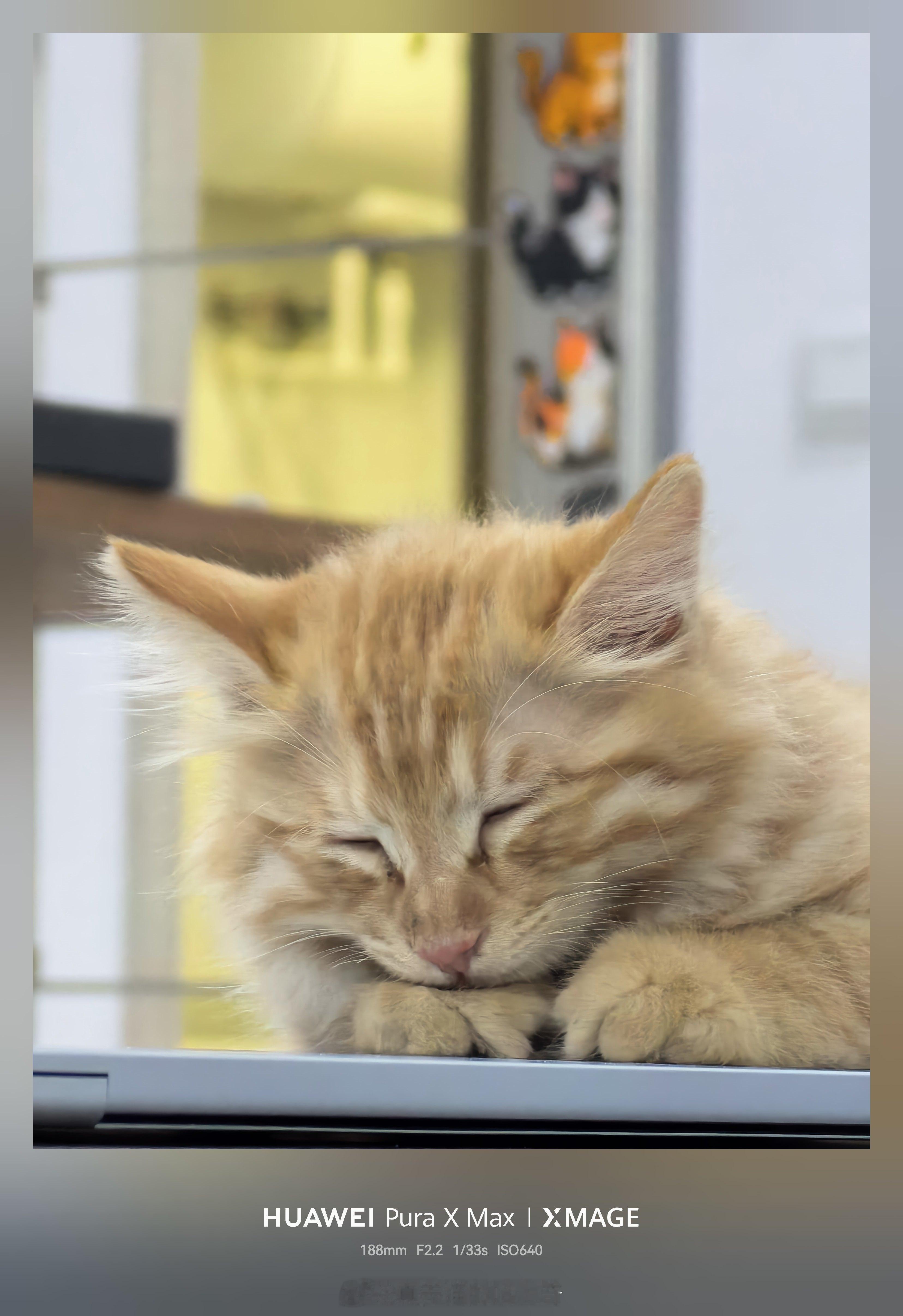 小猫开始长大，想送出去发现还不容易​​​