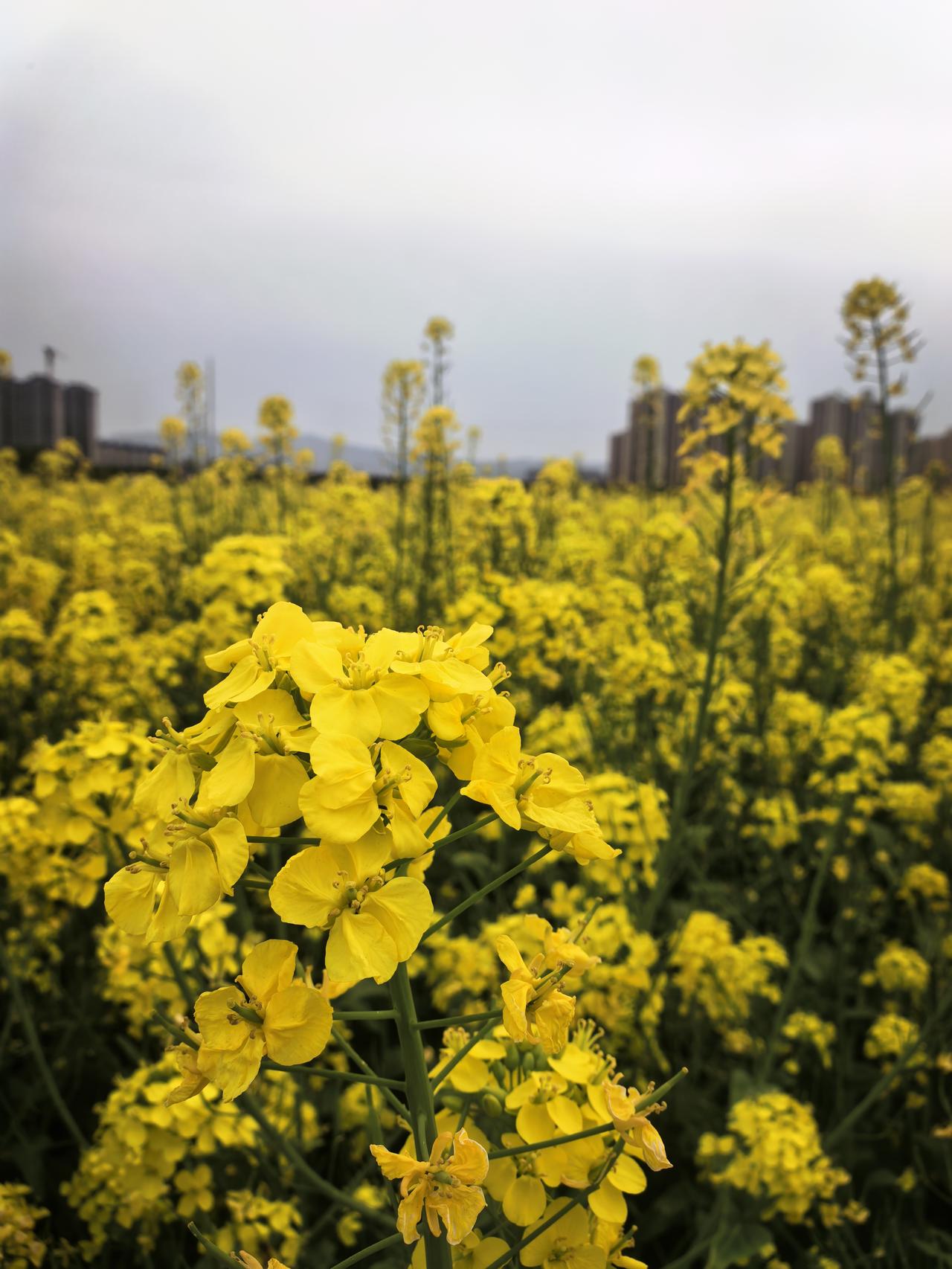 分享一下最近辅导孩子做作业的情况六年级下学期，有的家长孩子已经在为小升初做准备