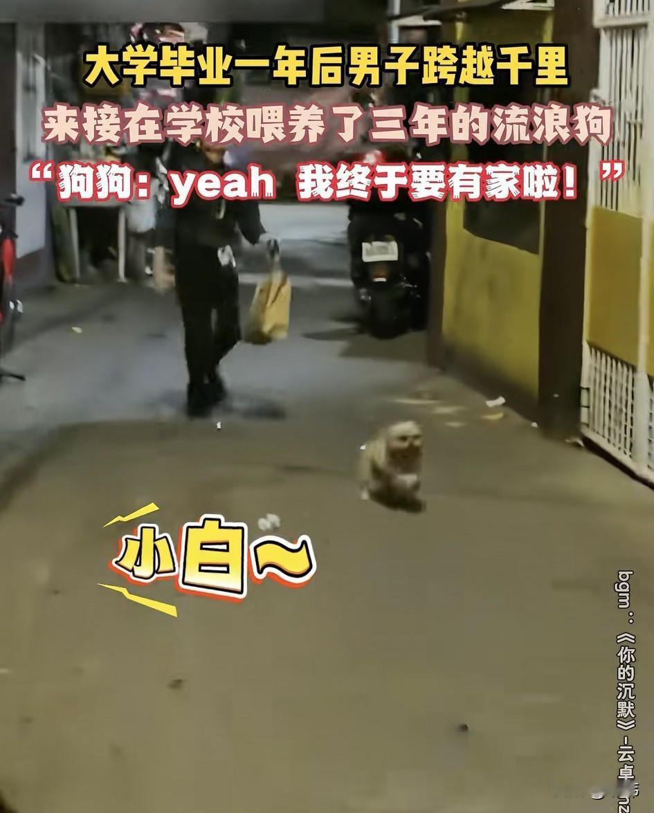 一位小哥哥读大学的时候经常投喂一只流浪狗，三年来几乎每天都投喂，狗狗也很喜欢他，