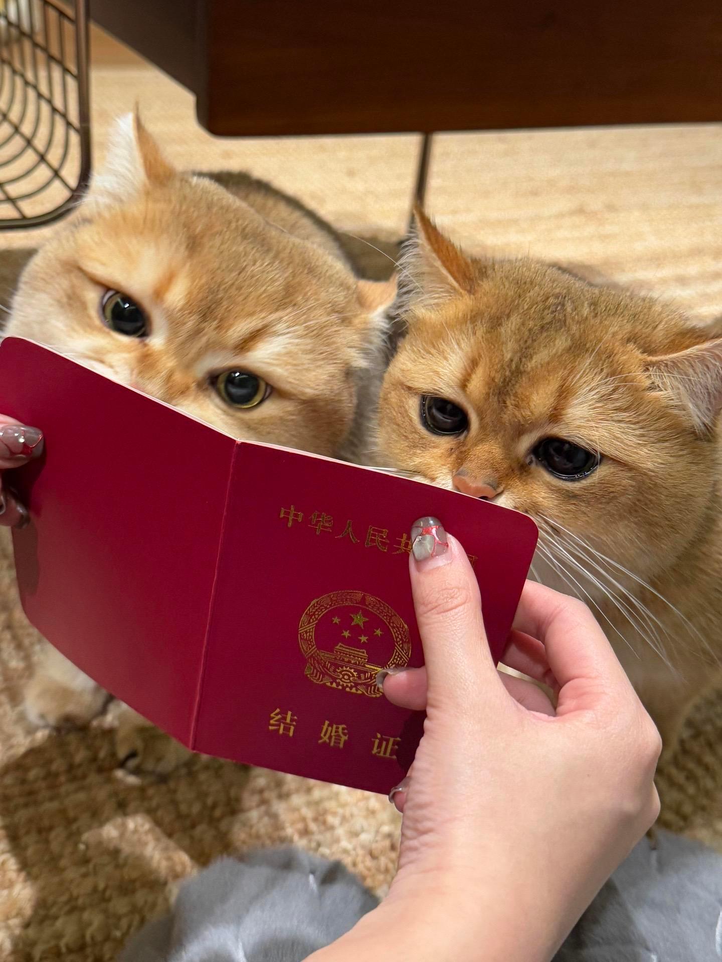 猫猫：咱爸妈好帅好美